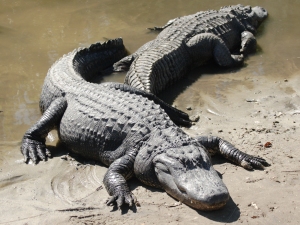 Two American Alligators (Photo/Matthew Field)
