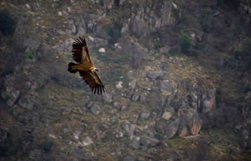 A griffon vulture soars through canyons of the Douro River in Portugal. (Photo/Morgan E. Heim)
