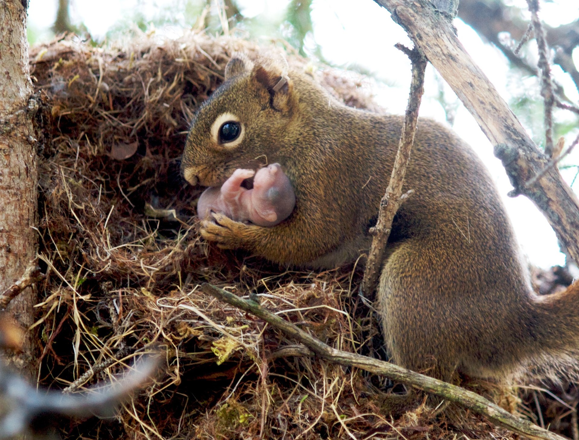 Red squirrels are people too. They adopt  The Nature Files