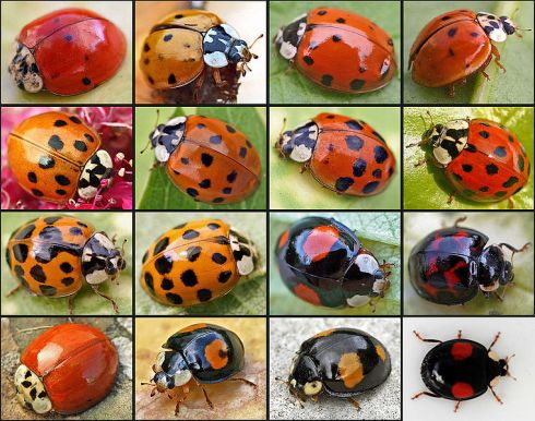 Different types of Harlequin ladybug, a rapidly spreading invasive pest. ©Entomart