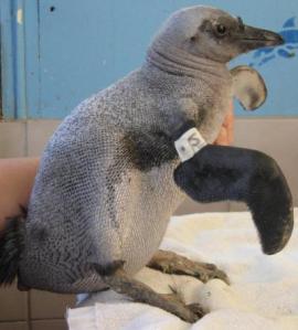 Naked featherless African Penguin by Nola Parsons